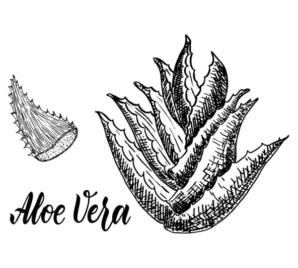 Planta Aloe Vera Dibujada Mano Ilustración Vectorial Grabado Sobre Fondo — Vector de stock