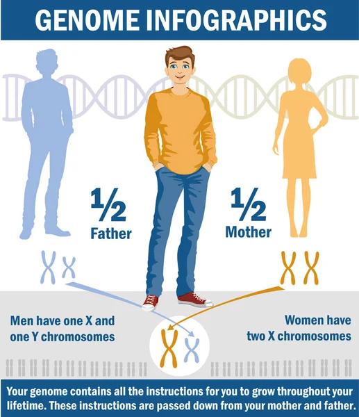 Herencia Genética Sex Determination Humans Cromosoma Mecanismos Herencia Ilustración Infográfica — Vector de stock