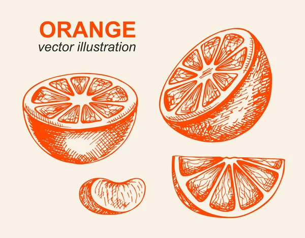 Векторные Апельсины Нарисованы Вручную Состав Оранжевый Белом Фоне Апельсиновый Набор — стоковый вектор