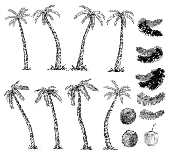 Vector Ilustración Boceto Palmera Para Diseño Sitio Web Fondo Banner — Archivo Imágenes Vectoriales