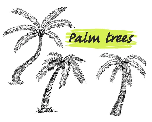 棕榈树素描的矢量插图的设计 旅行和度假墨迹元素模板 隔离在白色上 — 图库矢量图片