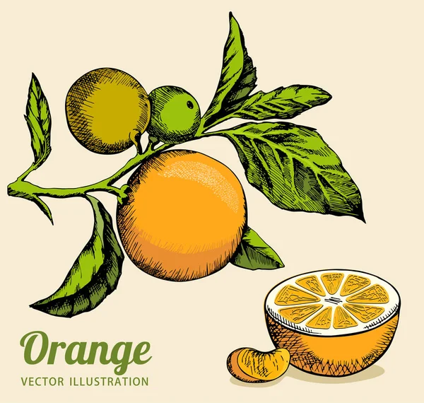 Rama Árboles Con Frutas Flores Color Naranja Ramas Frutas Rodajas — Vector de stock