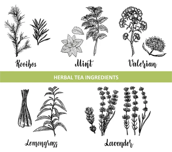 Botaniczna Kolekcja Ręcznie Rysowane Ziołowe Składniki Herbaty Dekoracyjny Wektor Zestaw — Wektor stockowy