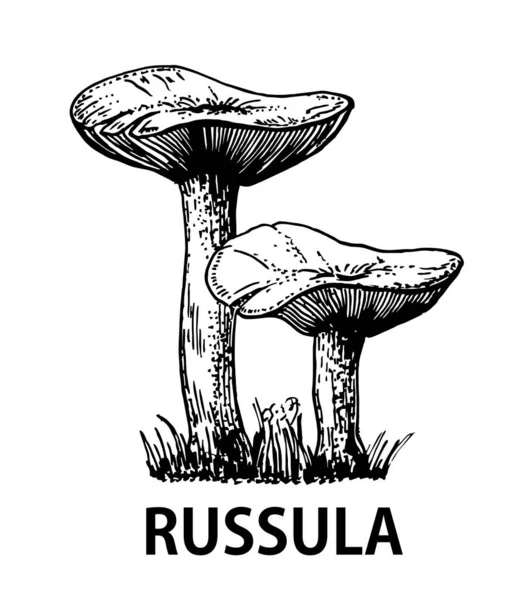Vektoros Illusztráció Vázlat Russula Gomba — Stock Vector