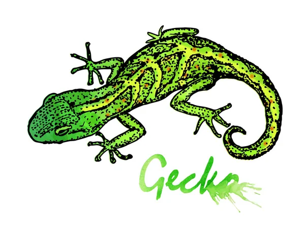 Gecko Pequeno Lagarto Verde Esboço Gecko Com Manchas Aquarela Design — Vetor de Stock