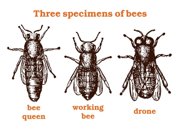 Pszczoła Zestaw Vintage Brązowy Biały Projekt Graficzny Doodle Próbki Pszczół — Wektor stockowy