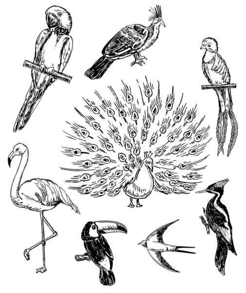 Conjunto Vetorial Esboços Belos Pássaros Exóticos Pássaros Montam Esboço Desenho —  Vetores de Stock