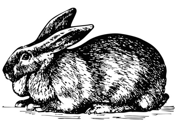 Винтажный Графический Кролик Черно Белый Кролик Изолирован Набросок Гравюры — стоковый вектор