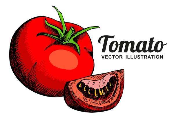 Иллюстрация Вектора Томата Изолированный Помидор Нарезанный Кусок Овощная Гравировка Стиле — стоковый вектор