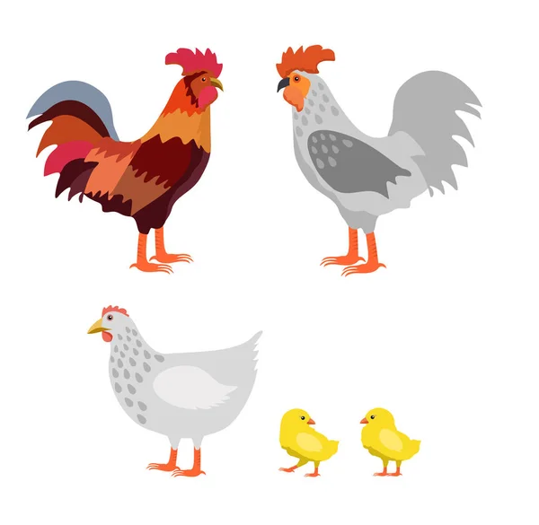 Vector Polla Gallina Gallinas Sobre Fondo Blanco Pollo Granja — Vector de stock