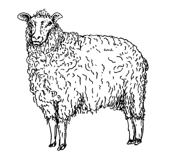 Style Croquis Mouton Illustration Dessinée Main Bel Animal Noir Blanc — Image vectorielle