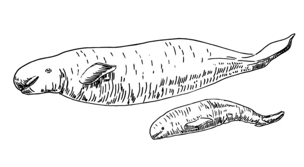 Wieloryby Szkic Gotowy Ręcznie Rysowany Wieloryb Jego Młode Grawerowanym Stylu — Wektor stockowy
