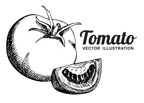 Иллюстрация Вектора Томата Изолированный Помидор Нарезанный Кусок Овощная Гравировка Стиле — стоковый вектор