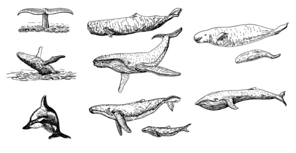 Juego Bocetos Ballenas Gran Colección Diferentes Ballenas Dibujadas Mano Ballenas — Vector de stock