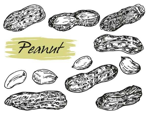 Oyulmuş el çizilmiş fıstık illüstrasyon. Organik Gıda