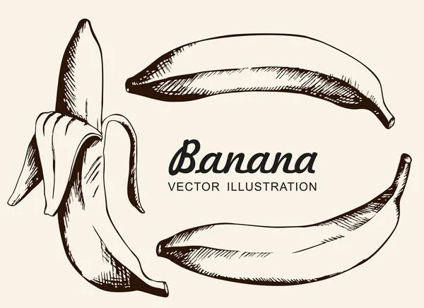 バナナのベクトルセット シングルバナナ 皮をむいたバナナ インク描画 ベクトル — ストックベクタ