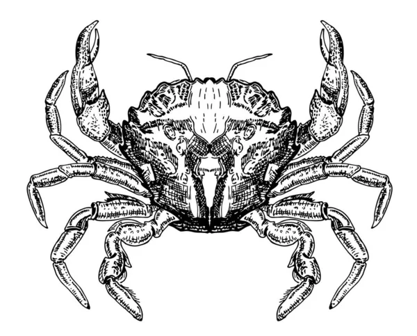 Krab Schets Vector Pictogram Oceaan Krab Tekening Geïsoleerd Symbool Voor — Stockvector