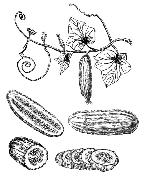 Gedetailleerde Hand Getekende Illustraties Van Komkommers Geïsoleerd Witte Achtergrond Schets — Stockvector