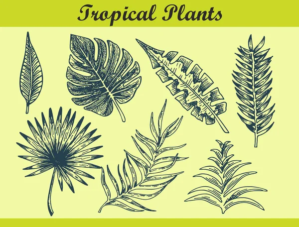 Vector Tropikalnych Liści Palmowych Liści Dżungli Zestaw Botaniczne Egzotyczne Elementy — Wektor stockowy