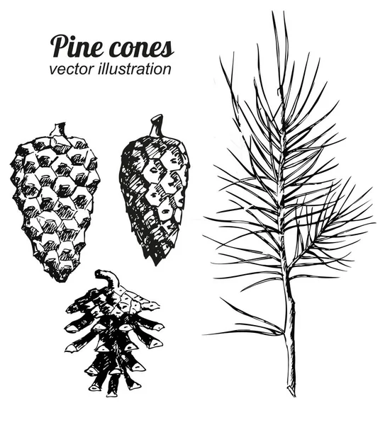 Conjunto Cones Pinheiro Desenhados Mão Vector Mão Desenhada Pinho Botânico —  Vetores de Stock