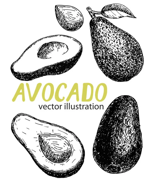 Juego Aguacate Vectorial Dibujado Mano Aguacate Entero Trozos Cortados Rodajas — Archivo Imágenes Vectoriales