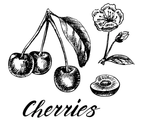 樱桃矢量绘图集 在白色背景上孤立的手绘浆果 详细的素食 非常适合标签 — 图库矢量图片