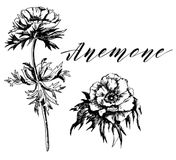 Anemone Bloemen Tekenen Met Lijn Kunst Witte Achtergronden Anemonen Schets — Stockvector