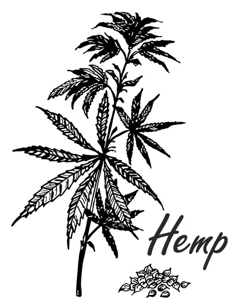 矢量植物手绘制大麻分支的插图 雕刻大麻叶 素描样式 — 图库矢量图片