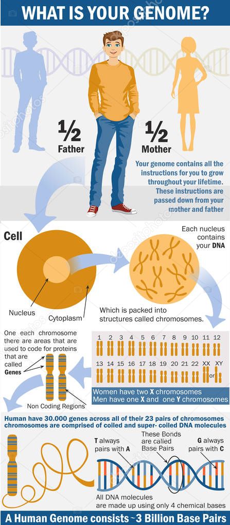 Genome infographics. What is your genome? Genetic inheritance. Sex Determination in Humans. X and Y chromosome. Chromosome structure. Genome study.