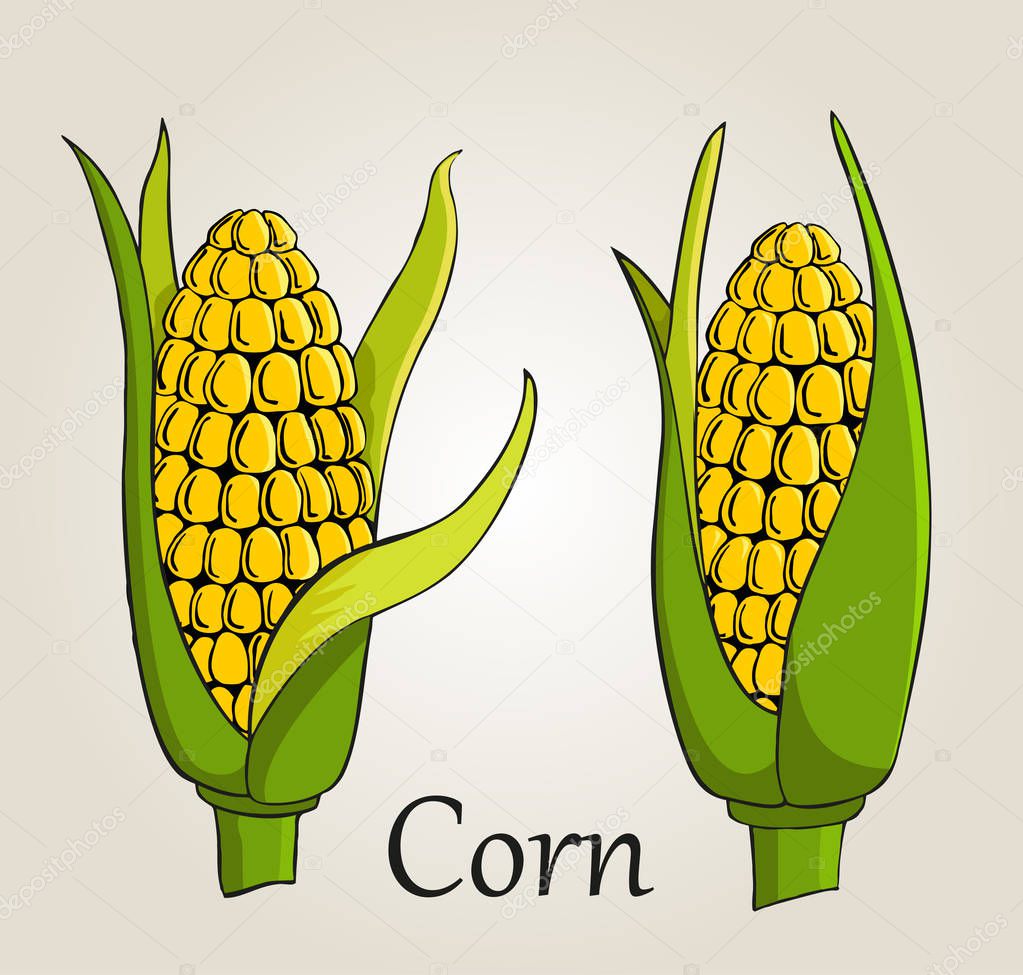 Corn cobs on white background. Vector set. 