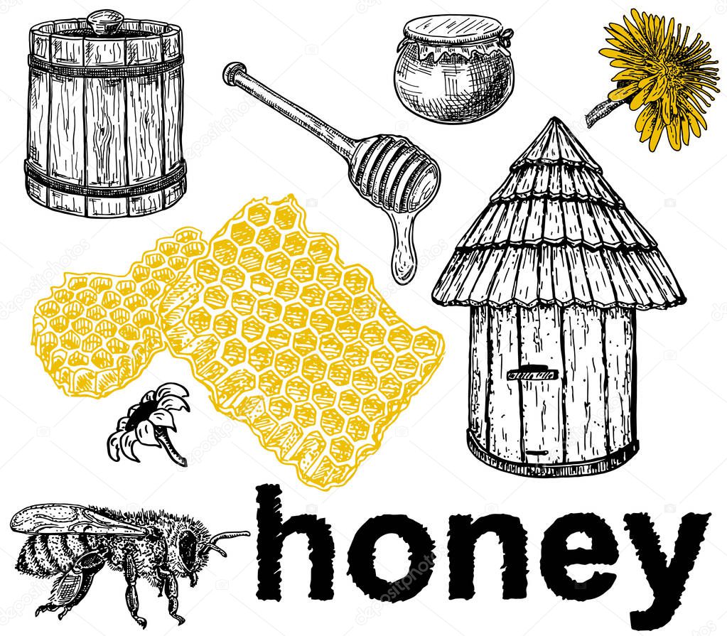 Vector honey set. Vintage hand drawn illustration. Engraved organic food. Honeycomb, beehive, bee, honey
