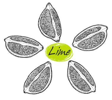 Vektör el çekilen kireç seti. Meyve oyma tarzı illüstrasyon. 