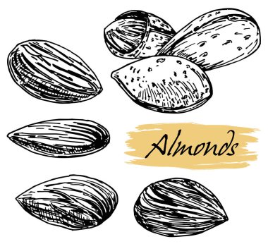 Badem fıstığı tohumu vektörü. Beyaz arka planda izole edilmiş. Retro vintage tarzında oyulmuş el çizilmiş badem illüstrasyon.