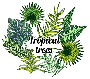 Vektör seti tropikal palmiye yaprakları, beyaz arka plan üzerinde izole. Tropikal doğanın yeşillik tasarım elemanları. Logolar ve doğal dekor için stilize görüntüler ve basit şekiller.