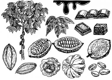 Vektör Kakao beyaz arka plan üzerine ayarlayın. Kakao çekirdekleri, yapraklar, kakao ve kakao tozu meyveleri ile dal. Öğeler izole edilmiştir. Çikolata madde.