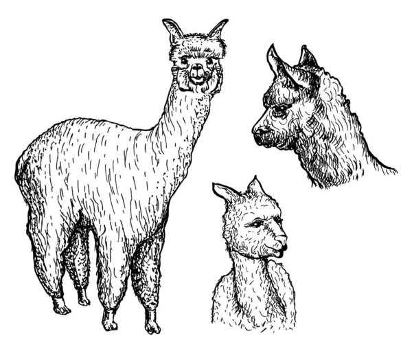 Alpaca Preparada Tinta Vetorial Ilustração Desenhada Mão Isolada Sobre Fundo — Vetor de Stock