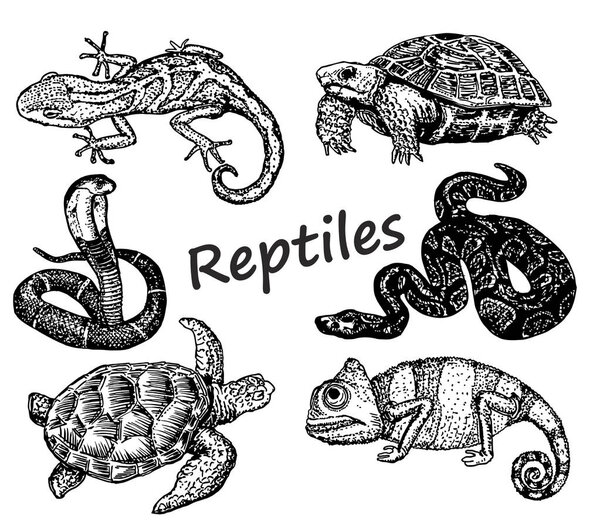 Рептилии готовы. Скетч. Змеи, черепахи, ящерицы
