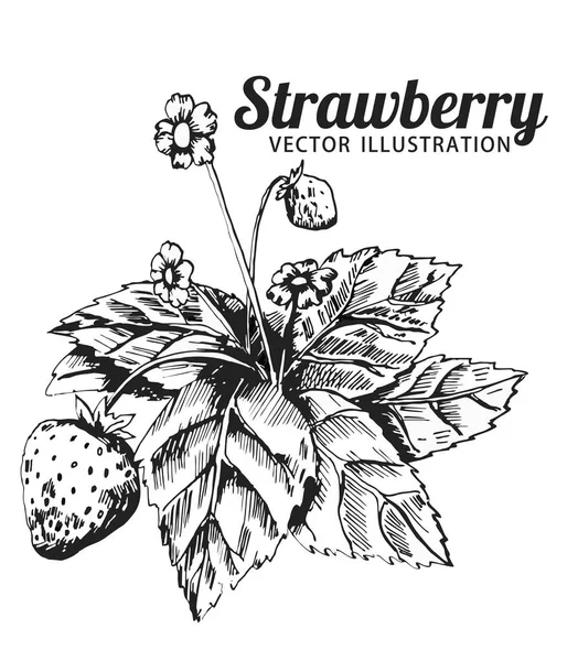 Клубничный Карандашный Рисунок Буш Клубничный Листьями Цветами Ягодами Ботанический Рисунок — стоковый вектор