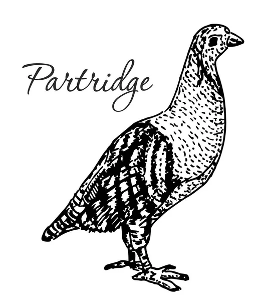 帕特里奇鸟 复古雕刻插图 — 图库矢量图片