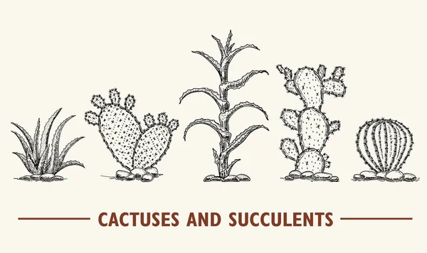 Set Vettore Cactus Succulente Illustrazione Cactus Disegnati Mano — Vettoriale Stock