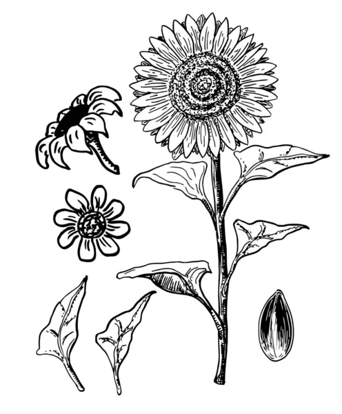Sonnenblumenkerne Und Blumen Vektor Zeichenset Handgezeichnete Isolierte Illustration Lebensmittelzutat Vintage — Stockvektor