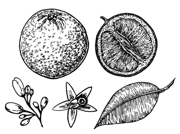 Sada Ilustrací Oranžovým Stylem Stylu Rypání Plody Různých Částech Polohách — Stockový vektor