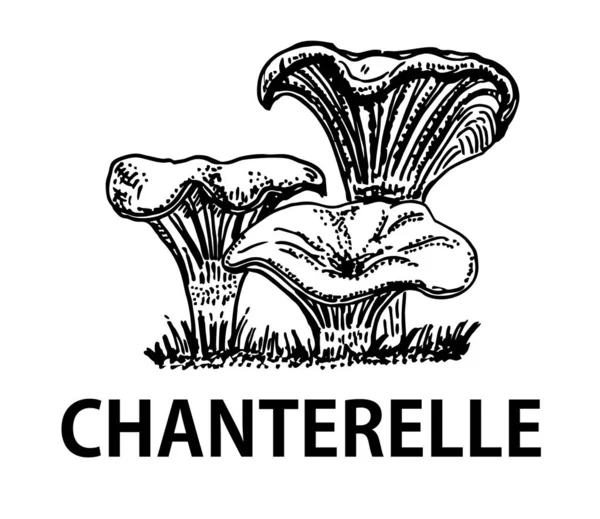 白色背景上的香特雷尔蘑菇 — 图库矢量图片
