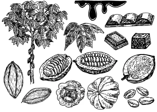 Векторный Кокоа Белом Фоне Какао Бобы Листья Ветви Фруктами Какао — стоковый вектор