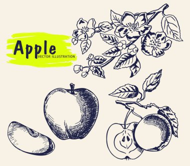 El elma ağacı dalı elma çizim. Kahverengi mürekkep çizimi