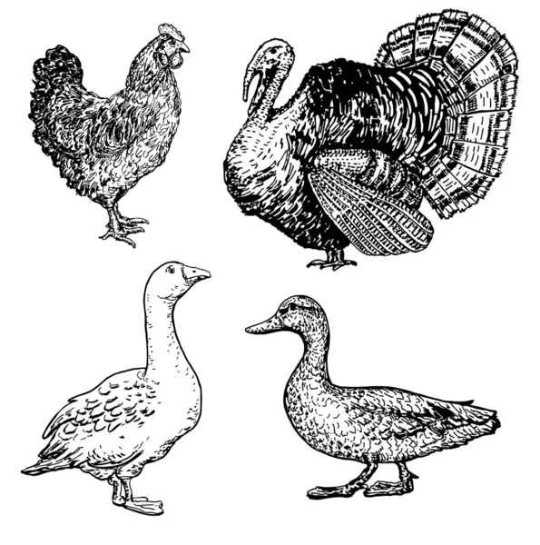 Zestaw Ręcznie Rysowane Ptaki Rolnicze Kurczak Indyk Gęś Kaczka Szablon — Wektor stockowy