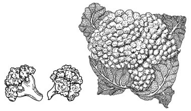 karnabahar sadece vektör illüstrasyon  