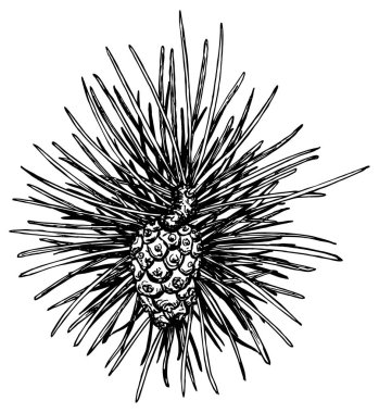 Noel konisi, sadece vektör illüstrasyon 