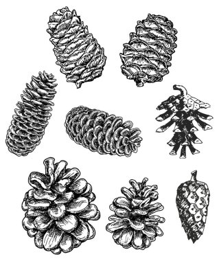 koniler sadece vektör illüstrasyon 