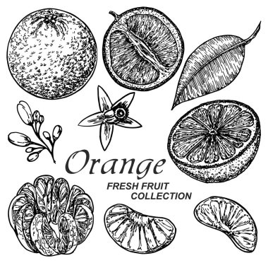 portakal taze meyve, sadece vektör illüstrasyon  